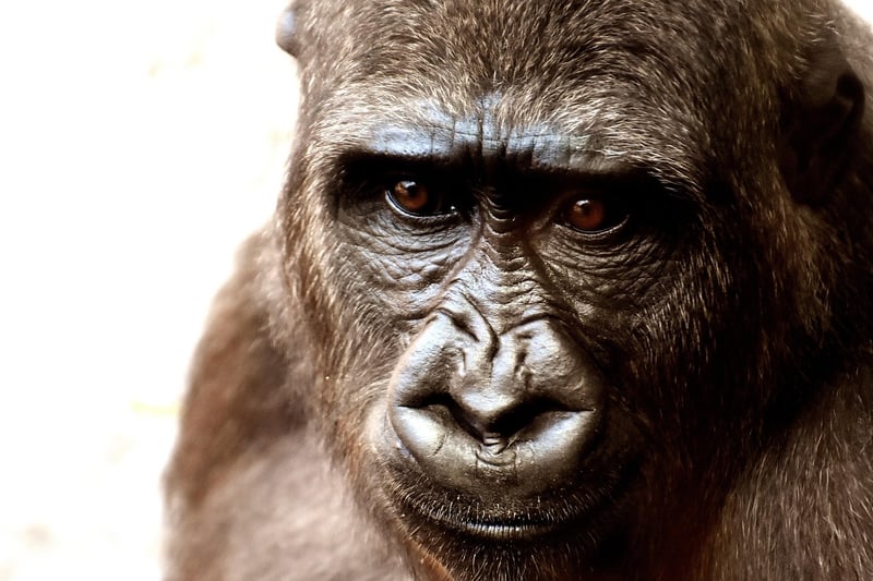 Gorilla in the wild